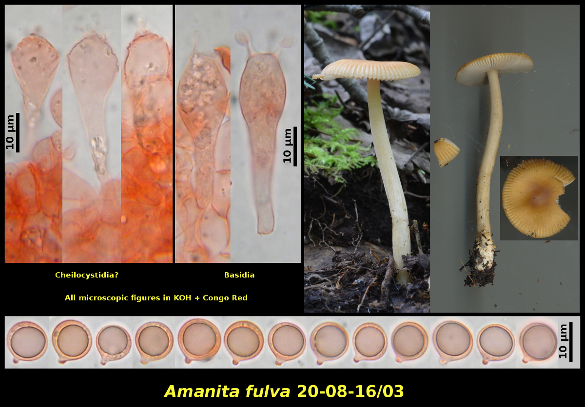 Picture of <i>Amanita fulva</i> 20-08-16/03